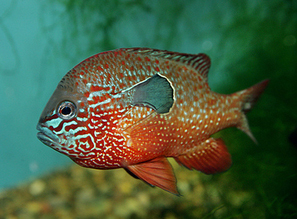 Редкие виды рыб - Окунь солнечный (Lepomis Megalotis)