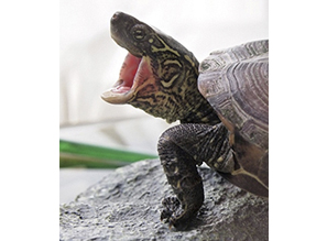 Китайские трехкилевые черепахи - Chinemys reevesii