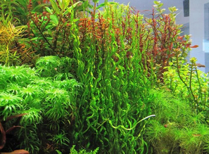 Живые растения для аквариума! Новое поступление!