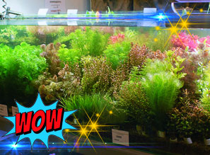 Растения для аквариума - Таиланд - Новое небольшое поступление!