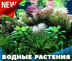 Водные растения - БОЛЬШАЯ ПРЕДНОВОГОДНЯЯ ПОСТАВКА!