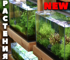 Растения для аквариумов - NEW!