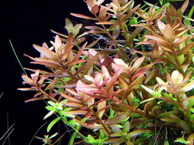 Ротала круглолистная красная (Rotala rotundifolia var. Red)