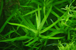 Гетерантера остролистная (Heteranthera zosterifolia)