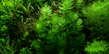 Роголистник (Ceratophyllum demersum)