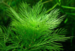 Перистолистник зеленый (Myriophyllum matogrossense)