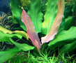 Эхинодорус триколор (Echinodorus tricolor)