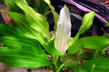 Эхинодорус триколор (Echinodorus tricolor)