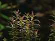 Ротала макрандра мини (Rotala macrandra sp.Mini)