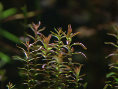 Ротала макрандра мини (Rotala macrandra sp.Mini)