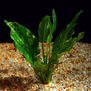 Эхинодорус "Мраморная королева" (Echinodorus cordifolius "Marble Queen")