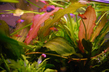 Эхинодорус розовый (Echinodorus Rose)