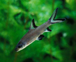 Акулий бала (Balantiocheilus melanopterus)