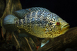 Цихлазома манагуанская (Parachromis managuensis)
