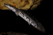 Полиптерус Эндлихера (Polypterus endlicheri)
