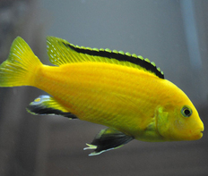 Лабидохромис церулиус – желтый (Labidochromis caeruleus var.Yellow)