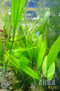 Эхинодорус амазонский (Echinodorus amazonicus)