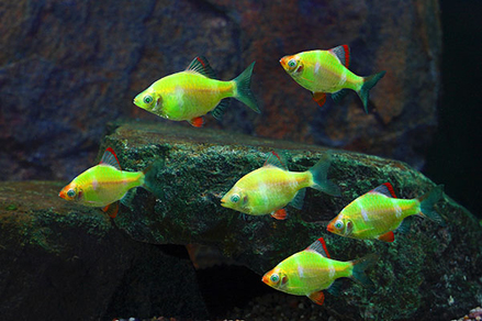 Барбус суматранский Glo Fish (Puntius tetrazona var.)