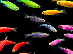 Популярные и неприхотливые аквариумные рыбки для начинающих аквариумистов! [#Аквариумные рыбки]