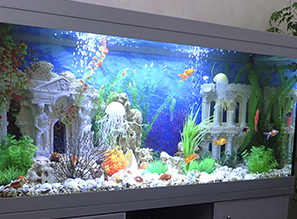 Аквариумный салон Стэллэкс Аква в Москве: купить аквариум для офиса, дома, выставки