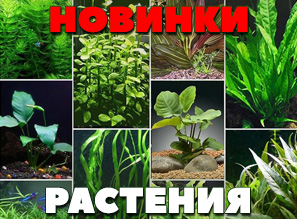 РАСТЕНИЯ для аквариума и акватеррариума - НОВАЯ ПОСТАВКА!