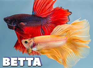 ПЕТУШКИ - Betta splendens - В НАЛИЧИИ!