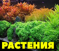 РАСТЕНИЯ - 50 ВИДОВ В НАЛИЧИИ!
