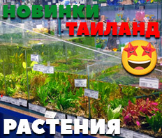 Аквариумные растения! МХИ и БУЦЕФАЛАНДРЫ!