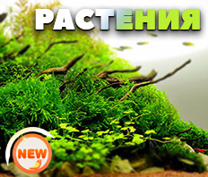 РАСТЕНИЯ для аквариума - Новое БОЛЬШОЕ поступление!