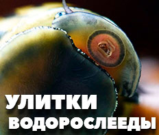 Улитки НЕРЕТИНЫ - 3 вида В НАЛИЧИИ!