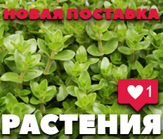 Аквариумные растения - NEW!