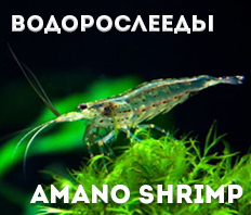 AMANO SHRIMP - Креветки АМАНО в наличии!