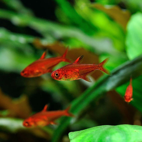 Тетра Аманда (Hyphessobrycon amandae)