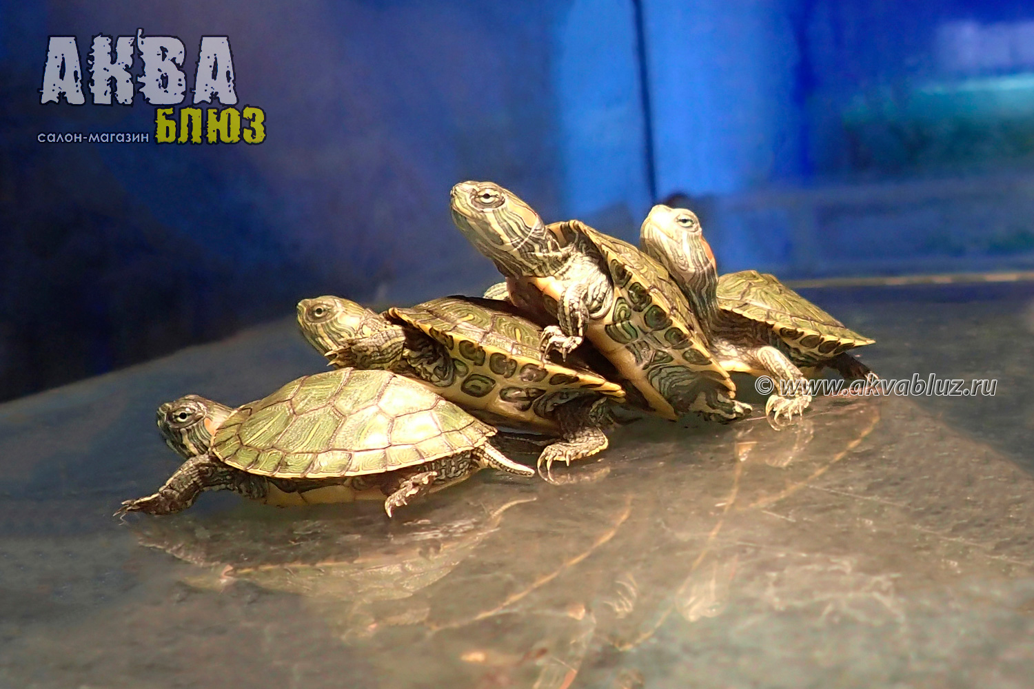 Водоплавающая красноухая черепашка (Trachemys scripta): купить в Челябинске